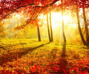 Autumn (or Fall)