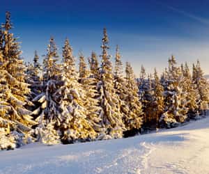 First Day of Winter