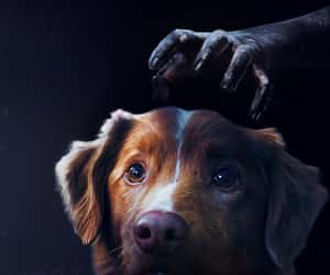 Countdown to Good Boy - Sat, Apr 25, 2026