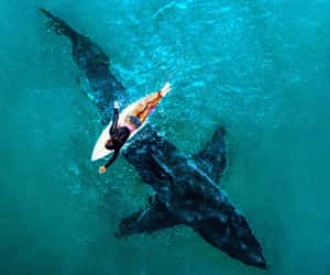 Countdown to Shark Week 2026 - Mon, Jul 27, 2026