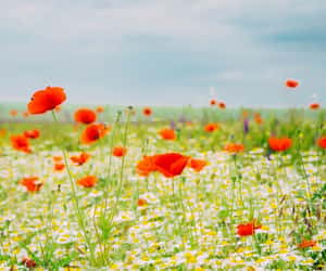 Countdown to Remembrance Sunday - Sun, Nov 8, 2026